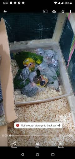 parrot chicks 03280058008 whatsapp