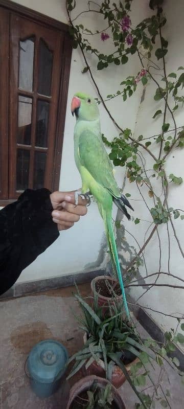 big size zero bite  talking tamed male parrot 1