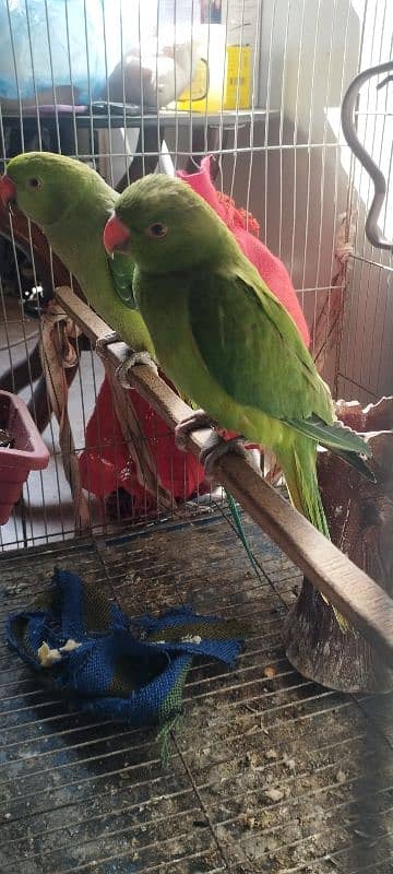 big size zero bite  talking tamed male parrot 4