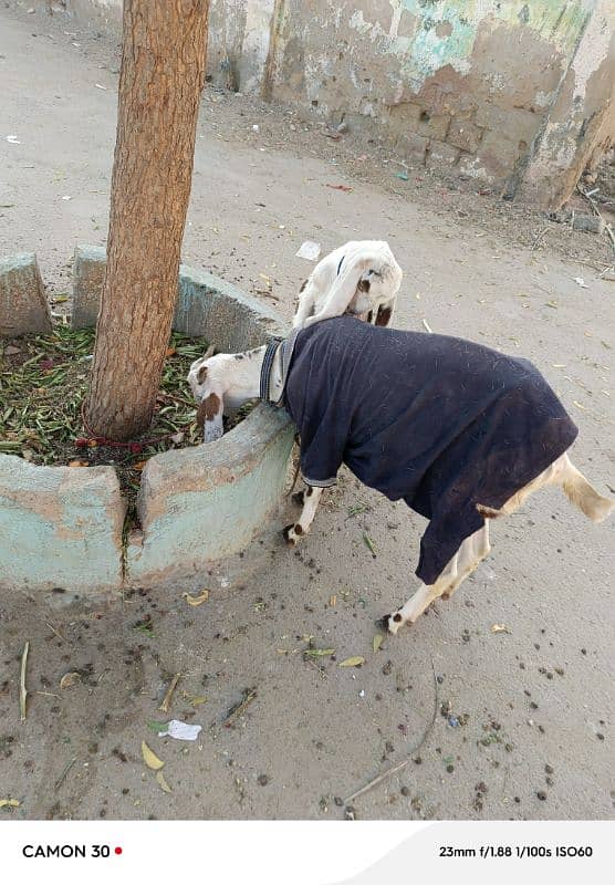 goat for sale 2