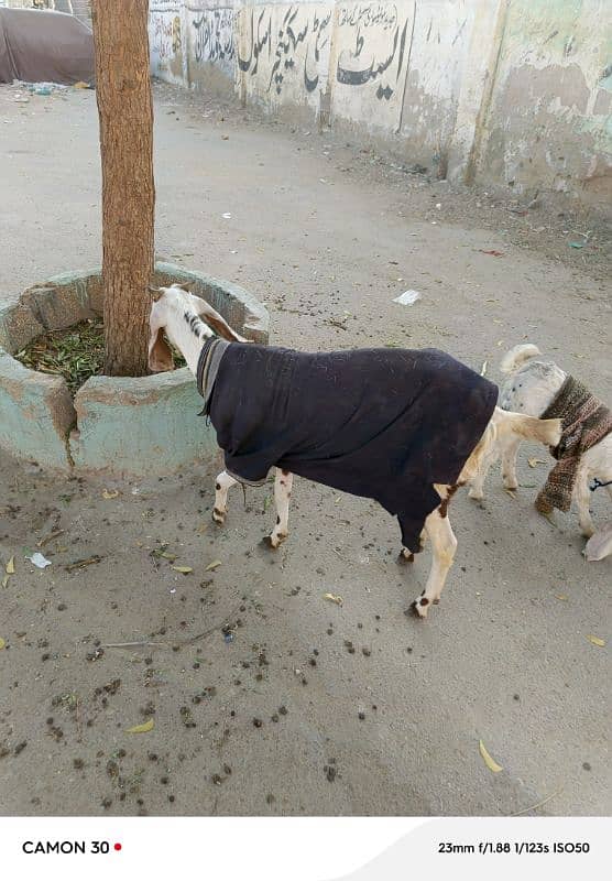 goat for sale 3