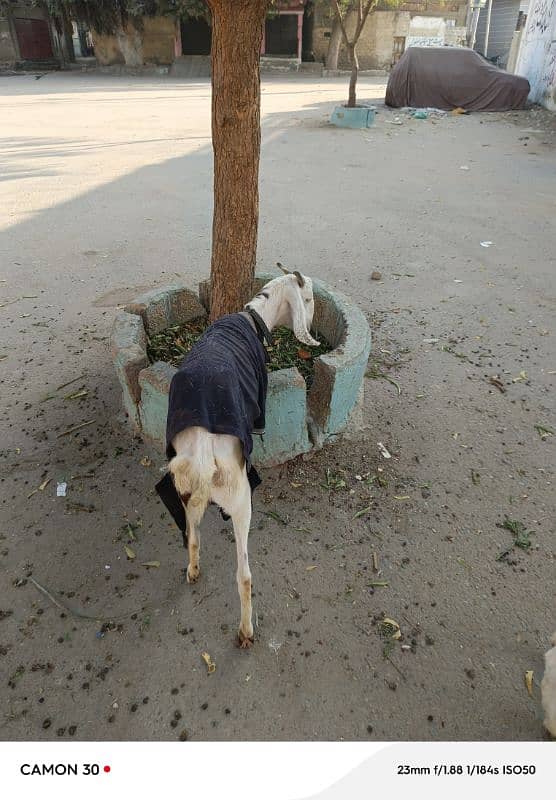 goat for sale 4