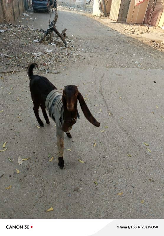 goat for sale 6