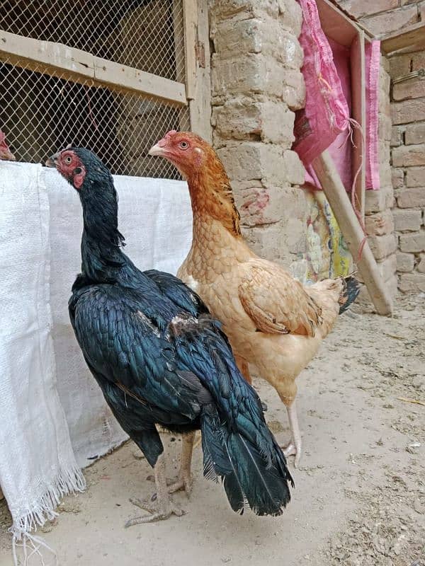 aseel female for sale 2