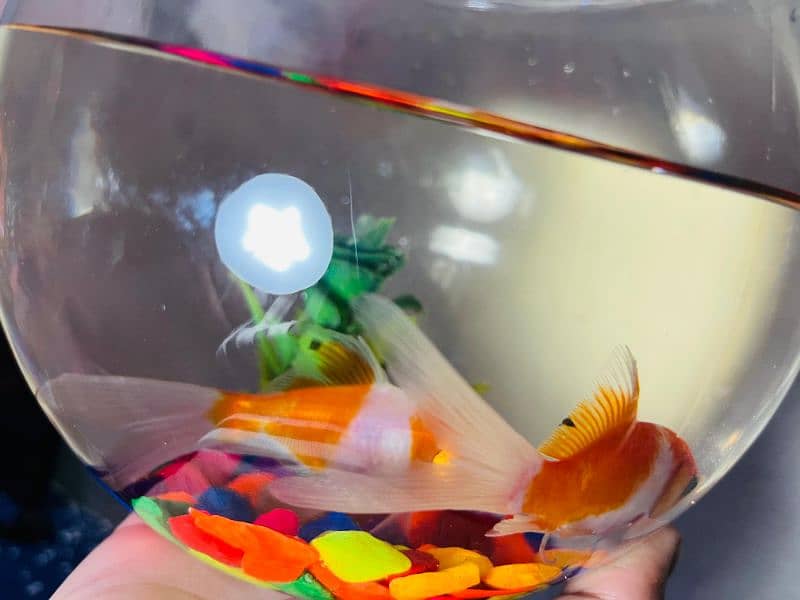 2 beautiful fishes with bowl aquarium and food packet 1