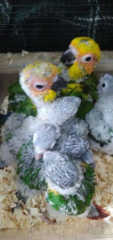 parrot chicks 03280058008 at video 0