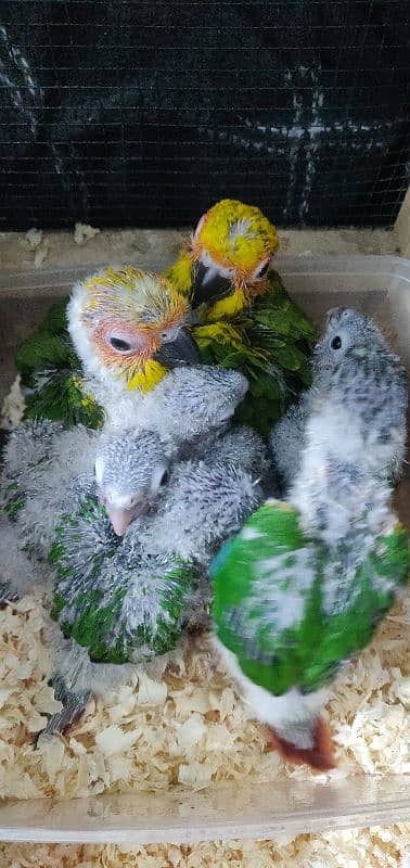 parrot chicks 03280058008 at video 1