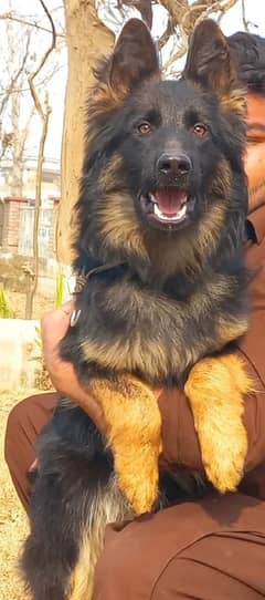 Highclass showline Triple coat German shepherd female