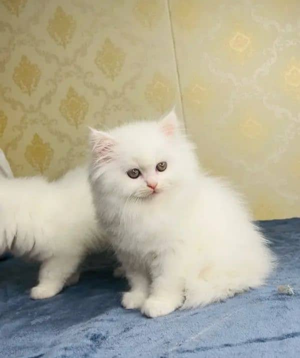 Persian Cat for sale my WhatsApp number 03238950275 0