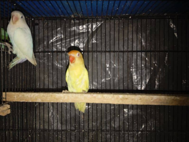 Albino crimino breeder pair with chicks avaialable 0