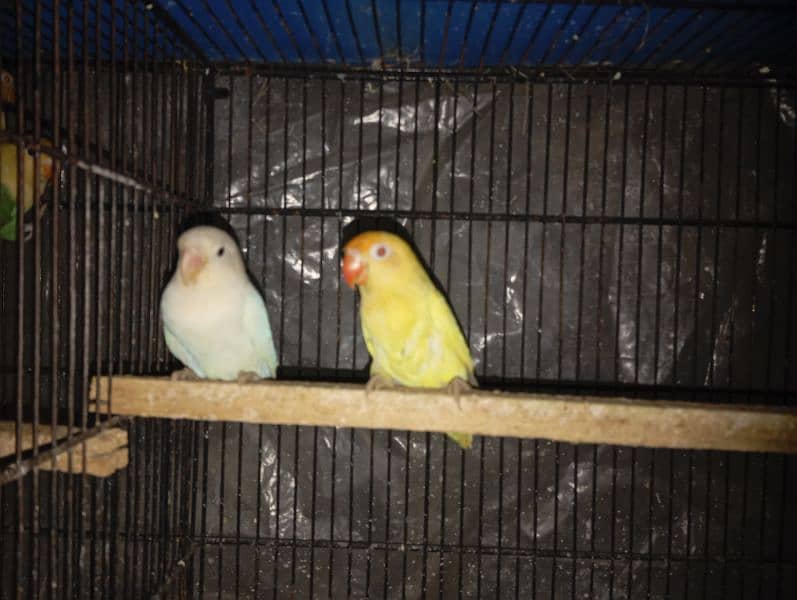 Albino crimino breeder pair with chicks avaialable 2