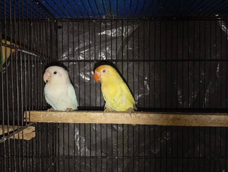 Albino crimino breeder pair with chicks avaialable 3