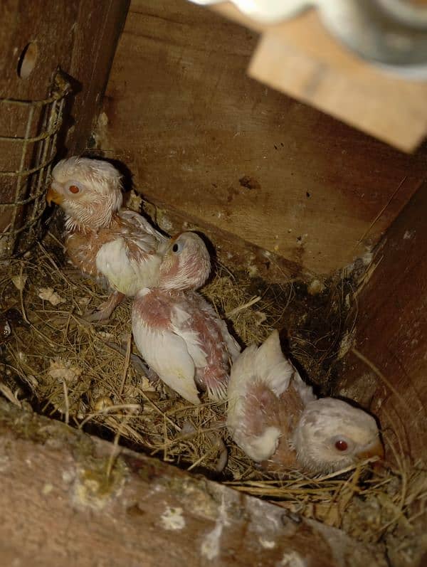 Albino crimino breeder pair with chicks avaialable 4