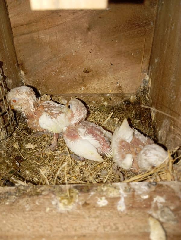 Albino crimino breeder pair with chicks avaialable 5