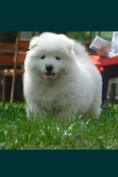 Samoyed