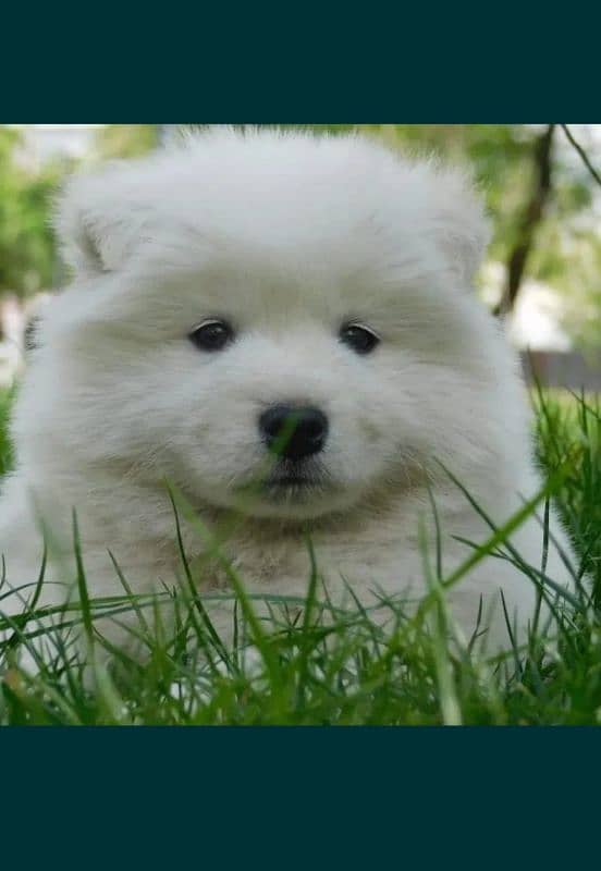 Samoyed 1