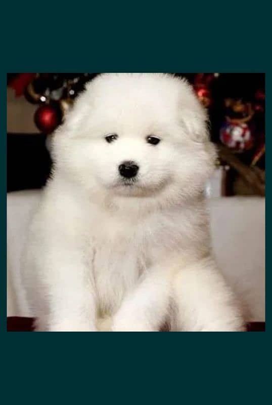 Samoyed 2