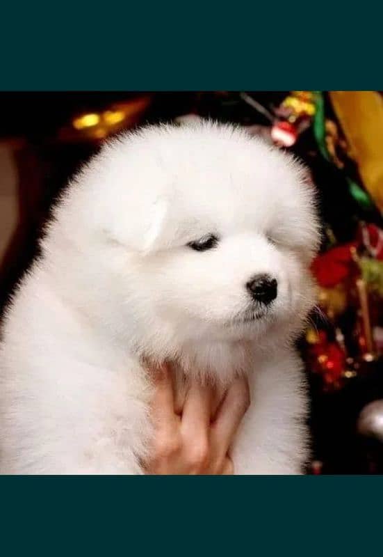 Samoyed 3