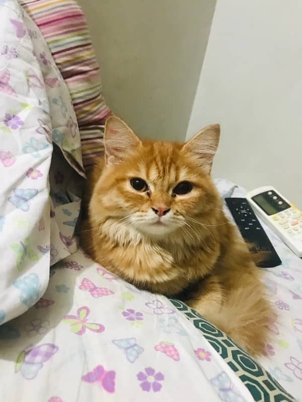 sami persian cat 1