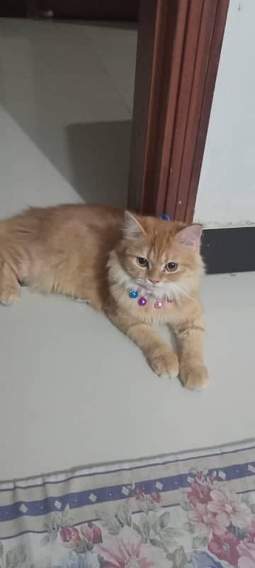 sami persian cat 2