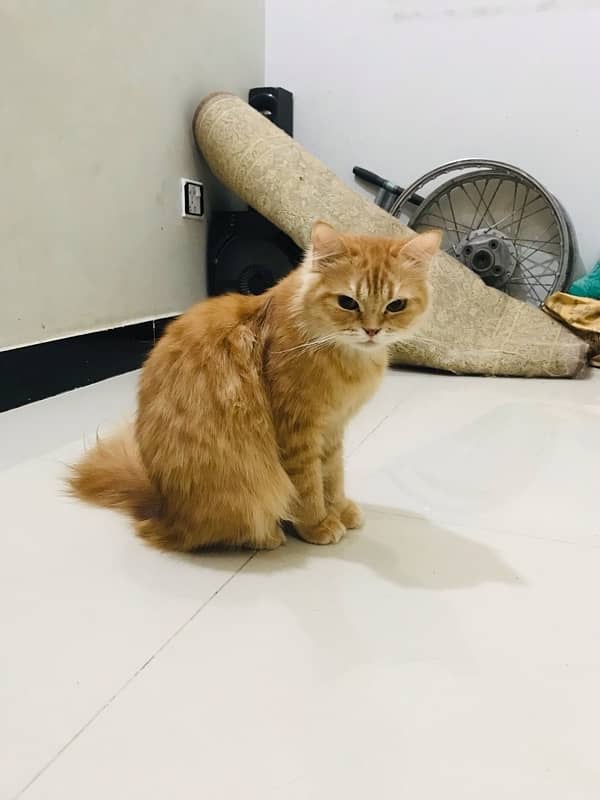 sami persian cat 5