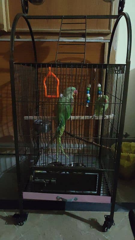 Parrots with cage 1