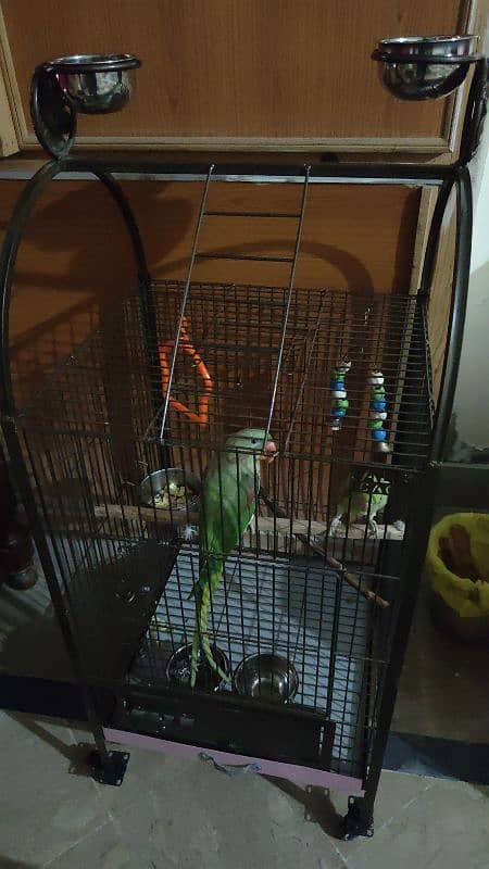 Parrots with cage 2