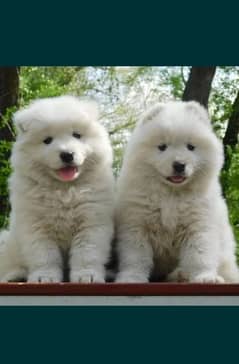 Samoyed