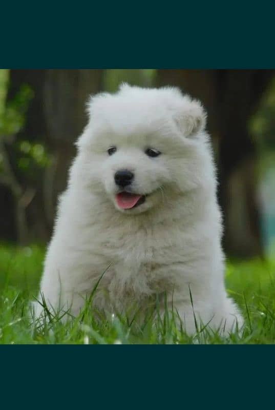 Samoyed 1