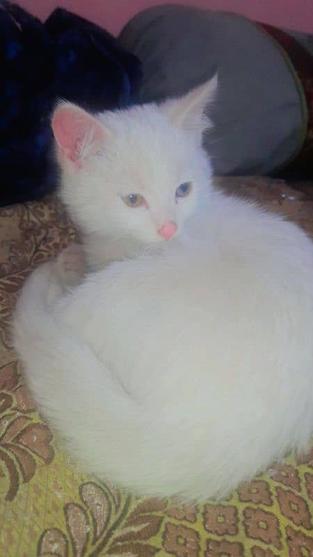 Persian  double coat pair kittens for sell 03/17/145/18/53 0