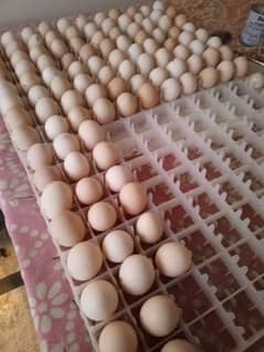 pure desi eggs