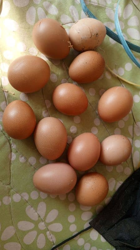 pure desi eggs 1