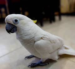 Cockatoo / Tritron Cockatoo / Parrots / Greater sulphur Cockatoo