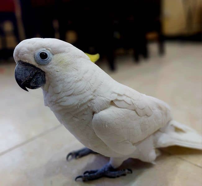 Cockatoo / Tritron Cockatoo / Parrots / Greater sulphur Cockatoo 0