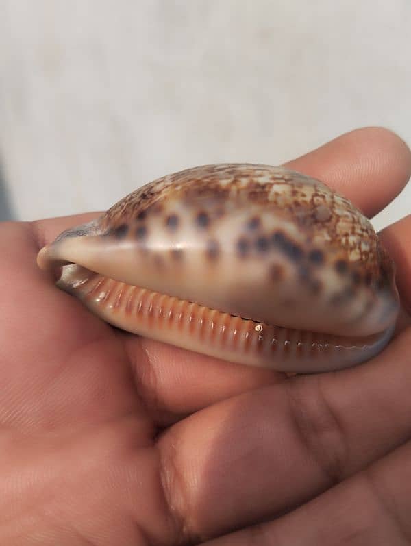 marin mollusk types  cowrie shells (کوگا) 0