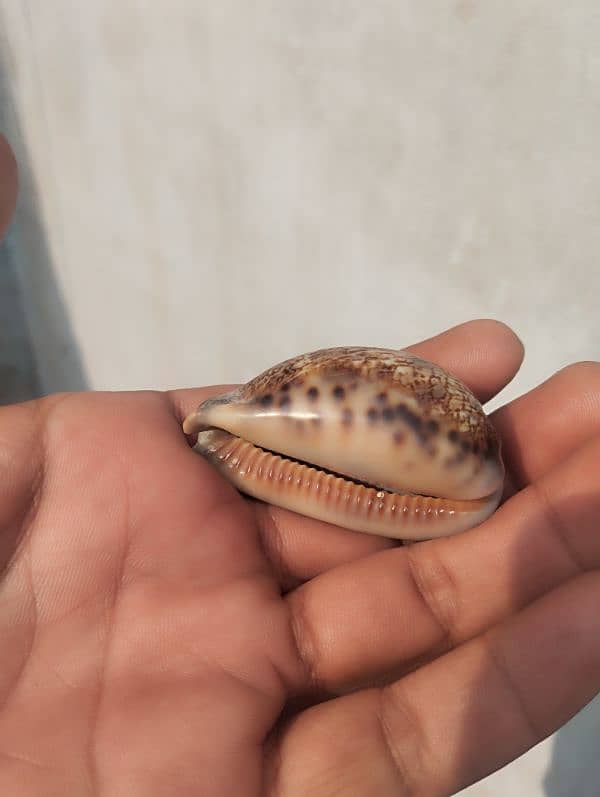 marin mollusk types  cowrie shells (کوگا) 1