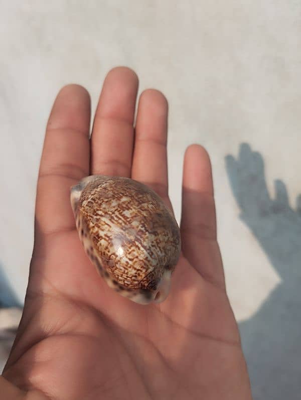 marin mollusk types  cowrie shells (کوگا) 3