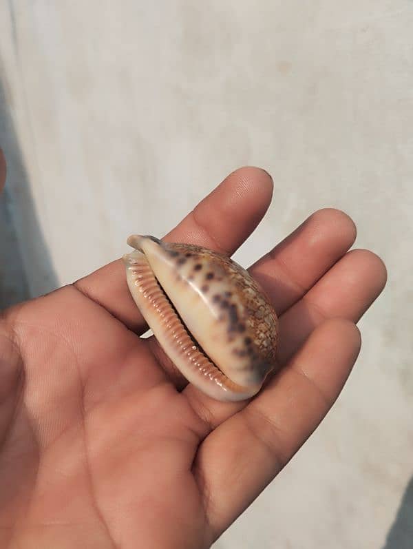 marin mollusk types  cowrie shells (کوگا) 4