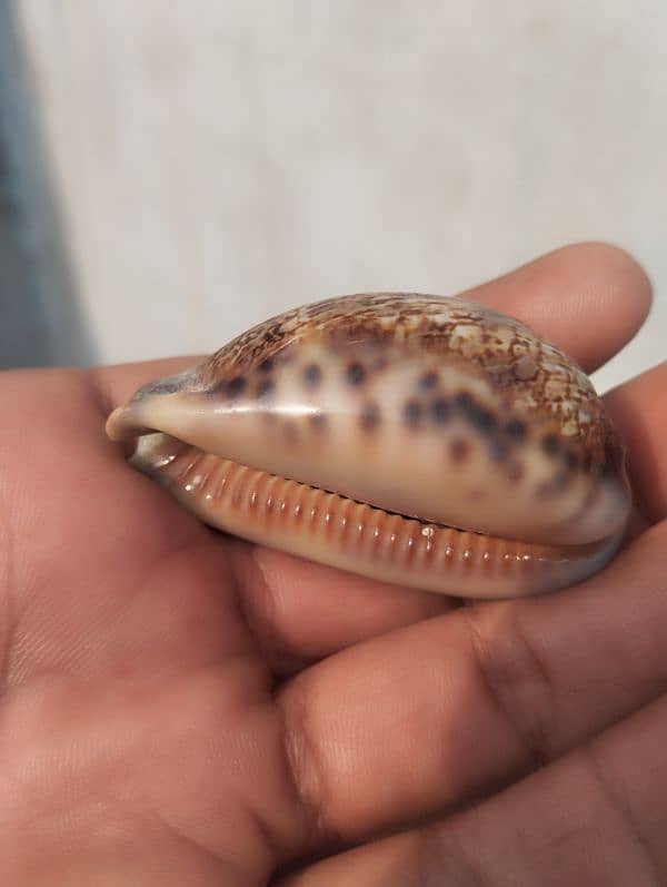 marin mollusk types  cowrie shells (کوگا) 5