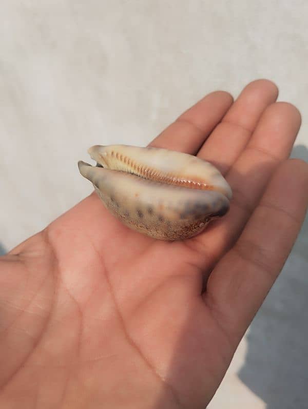 marin mollusk types  cowrie shells (کوگا) 7