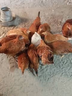 RIR LOHMAN BROWN HENS FOR SALE