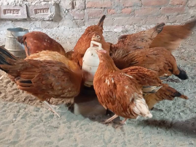 RIR LOHMAN BROWN HENS FOR SALE 1