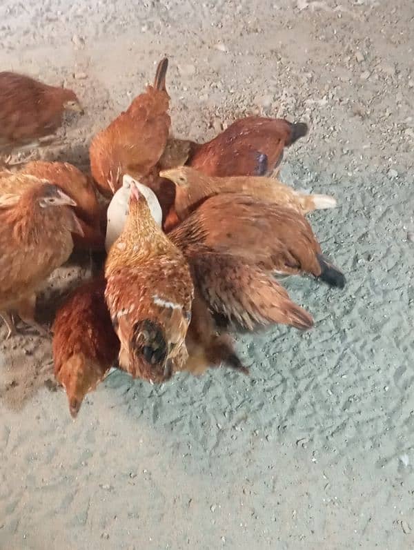 RIR LOHMAN BROWN HENS FOR SALE 3