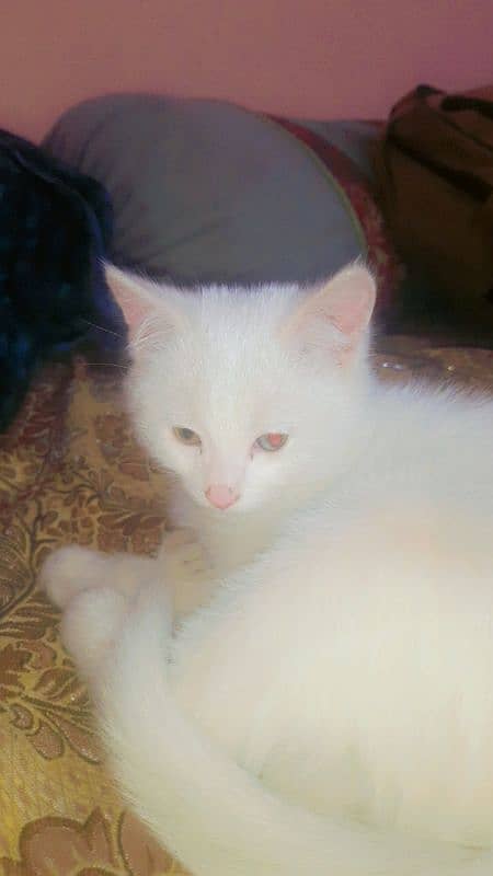 Persian  double coat pair kittens for sell 03/17/145/18/53 1