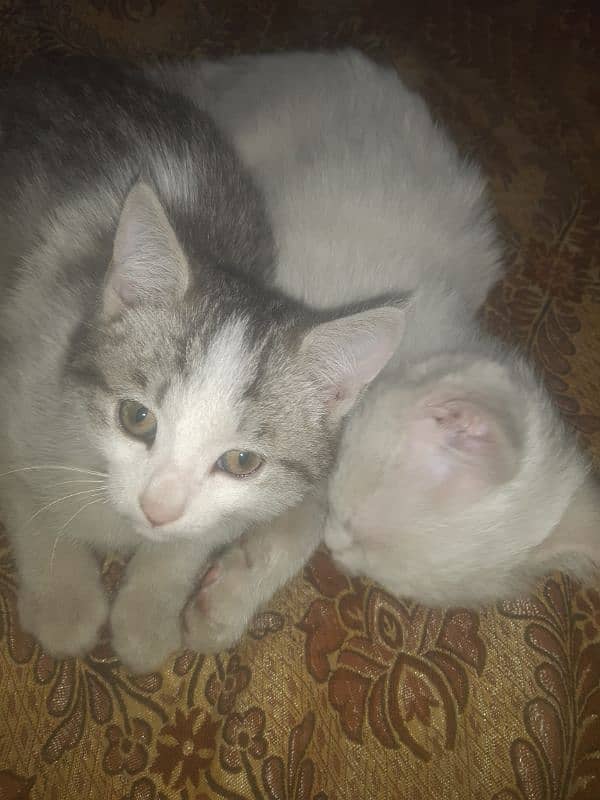 Persian  double coat pair kittens for sell 03/17/145/18/53 2