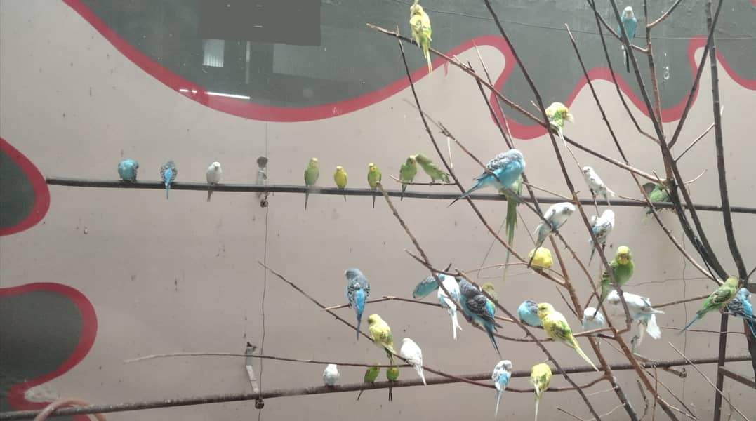 Healthy budgies in pairs are available for sale 0