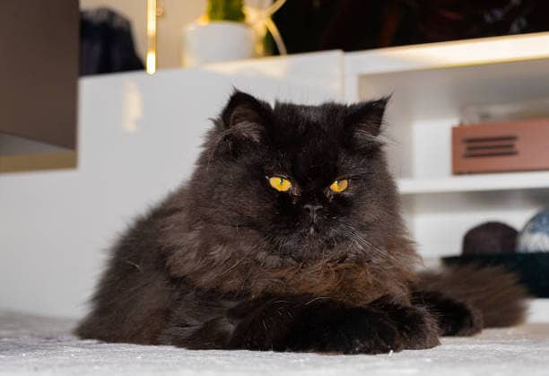 Breeding Service - Black Persian Breeder Male 1