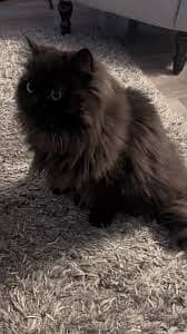 Breeding Service - Black Persian Breeder Male 2