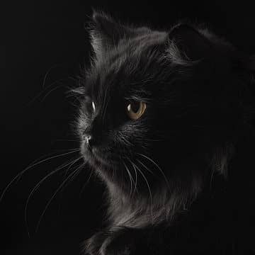 Breeding Service - Black Persian Breeder Male 3