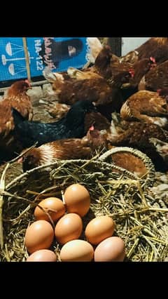 Lohmen brown fertile eggs and desi hans